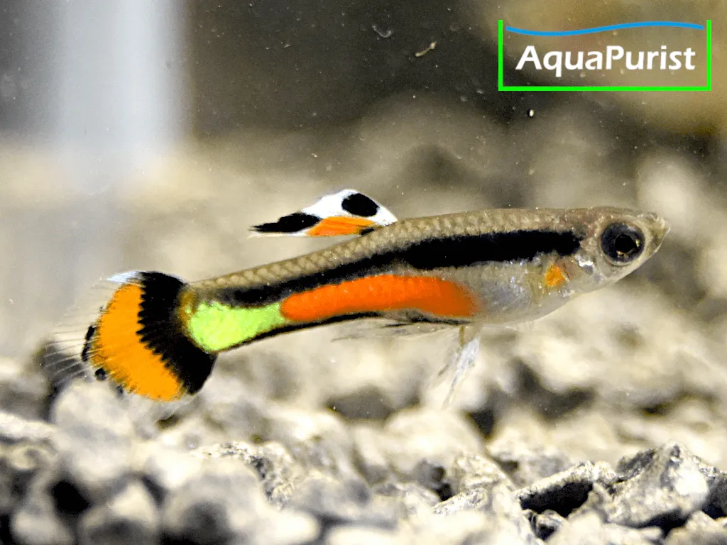 „Gypsy“ Endler Guppy Campoma No. 42 (Poecilia wingei) – Bild 8