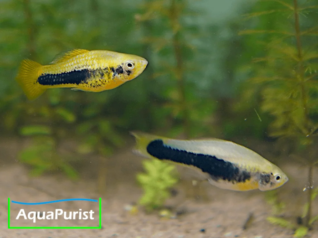 Tampico-Platy Wildform (Xiphophorus variatus „Tampico”) – Bild 4