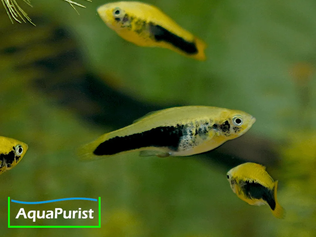 Tampico-Platy Wildform (Xiphophorus variatus „Tampico”) – Bild 3